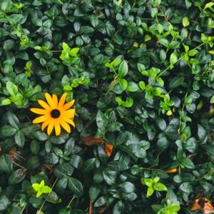 Meet your Posher, Greta